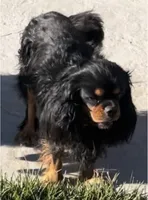 Full AKC Available, a female Cavalier King Charles Spaniel for sale in Elk Grove, CA – Photo 6 of 9