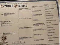 Full AKC Available, a female Cavalier King Charles Spaniel for sale in Elk Grove, CA – Photo 8 of 9