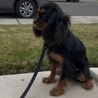 Full AKC Available, a female Cavalier King Charles Spaniel for sale in Elk Grove, CA – Photo 5 of 9