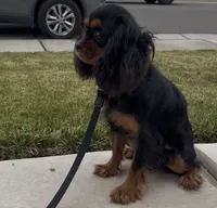 Full AKC Available, a female Cavalier King Charles Spaniel for sale in Elk Grove, CA – Photo 5 of 9