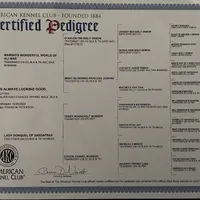 Full AKC Available, a female Cavalier King Charles Spaniel for sale in Elk Grove, CA – Photo 9 of 9