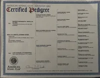 Full AKC Available, a female Cavalier King Charles Spaniel for sale in Elk Grove, CA – Photo 9 of 9