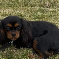 Full AKC Available, a female Cavalier King Charles Spaniel for sale in Elk Grove, CA – Photo 3 of 9
