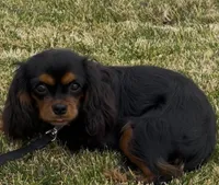 Full AKC Available, a female Cavalier King Charles Spaniel for sale in Elk Grove, CA – Photo 3 of 9