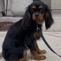 Full AKC Available, a female Cavalier King Charles Spaniel for sale in Elk Grove, CA – Photo 2 of 9