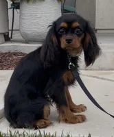 Full AKC Available, a female Cavalier King Charles Spaniel for sale in Elk Grove, CA – Photo 2 of 9