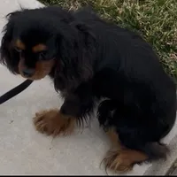 Full AKC Available, a female Cavalier King Charles Spaniel for sale in Elk Grove, CA – Photo 4 of 9