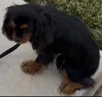 Full AKC Available, a female Cavalier King Charles Spaniel for sale in Elk Grove, CA – Photo 4 of 9