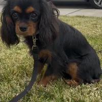 Full AKC Available, a female Cavalier King Charles Spaniel for sale in Elk Grove, CA – Photo 1 of 9
