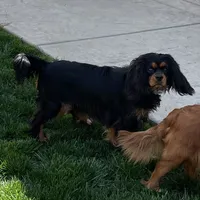 Full AKC Available, a female Cavalier King Charles Spaniel for sale in Elk Grove, CA – Photo 7 of 9