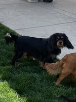 Full AKC Available, a female Cavalier King Charles Spaniel for sale in Elk Grove, CA – Photo 7 of 9