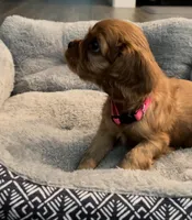 Full AKC Female Pink Collar, a female Cavalier King Charles Spaniel for sale in Elk Grove, CA – Photo 3 of 6