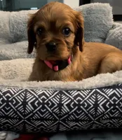 Full AKC Female Pink Collar, a female Cavalier King Charles Spaniel for sale in Elk Grove, CA – Photo 6 of 6