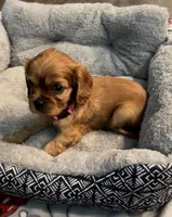 Full AKC Female Pink Collar, a female Cavalier King Charles Spaniel for sale in Elk Grove, CA – Photo 2 of 6