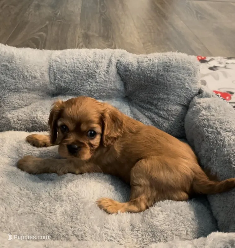 Full AKC Female Pink Collar