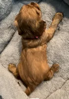 Full AKC Female Pink Collar, a female Cavalier King Charles Spaniel for sale in Elk Grove, CA – Photo 4 of 6