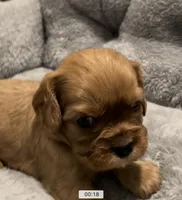 Full AKC Female Brown collar, a female Cavalier King Charles Spaniel for sale in Elk Grove, CA – Photo 4 of 8