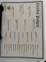 Full AKC Female Brown collar, a female Cavalier King Charles Spaniel for sale in Elk Grove, CA – Photo 8 of 8