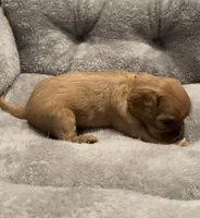 Full AKC Female Brown collar, a female Cavalier King Charles Spaniel for sale in Elk Grove, CA – Photo 2 of 8