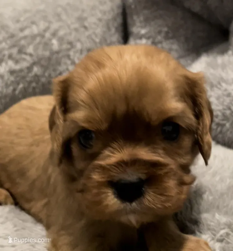 Full AKC Female Brown collar