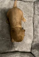 Full AKC Female Brown collar, a female Cavalier King Charles Spaniel for sale in Elk Grove, CA – Photo 3 of 8