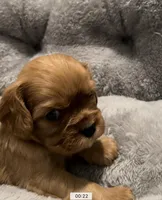 Full AKC Female Brown collar, a female Cavalier King Charles Spaniel for sale in Elk Grove, CA – Photo 6 of 8