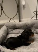 Angel Full AKC, a female Cavalier King Charles Spaniel for sale in Elk Grove, CA – Photo 3 of 10