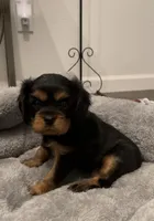 Angel Full AKC, a female Cavalier King Charles Spaniel for sale in Elk Grove, CA – Photo 1 of 10