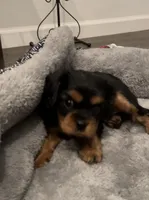 Angel Full AKC, a female Cavalier King Charles Spaniel for sale in Elk Grove, CA – Photo 10 of 10