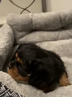 Angel Full AKC, a female Cavalier King Charles Spaniel for sale in Elk Grove, CA – Photo 8 of 10