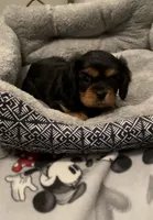 Angel Full AKC, a female Cavalier King Charles Spaniel for sale in Elk Grove, CA – Photo 4 of 10