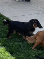Angel Full AKC, a female Cavalier King Charles Spaniel for sale in Elk Grove, CA – Photo 9 of 10