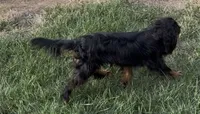Full AKC Magic, a male Cavalier King Charles Spaniel for sale in Elk Grove, CA – 7 of 9