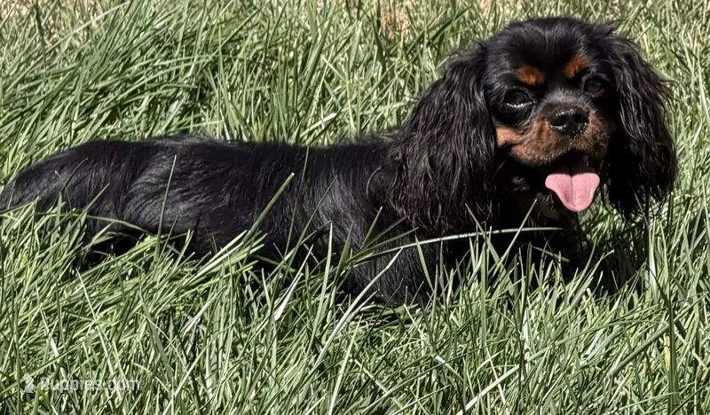 Full AKC Magic – Cavalier King Charles Spaniel puppy for sale in Elk Grove, CA
