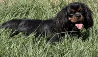 Full AKC Magic, a male Cavalier King Charles Spaniel for sale in Elk Grove, CA – 1 of 5