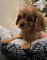 Full AKC Male Red Collar, a male Cavalier King Charles Spaniel for sale in Elk Grove, CA – Photo 4 of 10