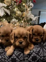 Full AKC Male Red Collar, a male Cavalier King Charles Spaniel for sale in Elk Grove, CA – Photo 2 of 10