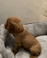 Full AKC Male Red Collar, a male Cavalier King Charles Spaniel for sale in Elk Grove, CA – Photo 3 of 10