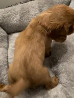 Full AKC Male Red Collar, a male Cavalier King Charles Spaniel for sale in Elk Grove, CA – Photo 7 of 10