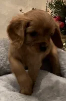 Full AKC Male Red Collar, a male Cavalier King Charles Spaniel for sale in Elk Grove, CA – Photo 6 of 10