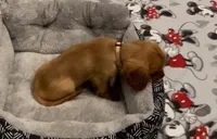 AKC Male Brown Collar, a male Cavalier King Charles Spaniel for sale in Elk Grove, CA – Photo 4 of 8