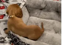 AKC Male Brown Collar, a male Cavalier King Charles Spaniel for sale in Elk Grove, CA – Photo 2 of 8