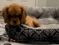 AKC Male Brown Collar, a male Cavalier King Charles Spaniel for sale in Elk Grove, CA – Photo 5 of 8