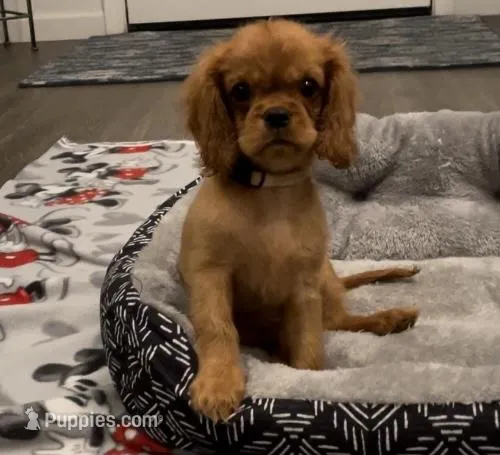 AKC Male Brown Collar