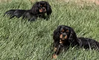 Full AKC Magic, a male Cavalier King Charles Spaniel for sale in Elk Grove, CA – 2 of 5