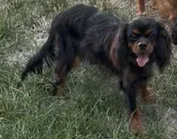 Full AKC Magic, a male Cavalier King Charles Spaniel for sale in Elk Grove, CA – 6 of 9