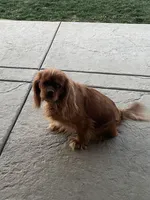 AKC Cali, a female Cavalier King Charles Spaniel for sale in Elk Grove, CA – Photo 5 of 5