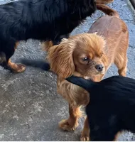 AKC Cali, a female Cavalier King Charles Spaniel for sale in Elk Grove, CA – Photo 2 of 5