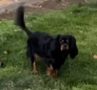 AKC Cali, a female Cavalier King Charles Spaniel for sale in Elk Grove, CA – Photo 4 of 5