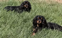 Full AKC Max, a male Cavalier King Charles Spaniel for sale in Elk Grove, CA – 3 of 4